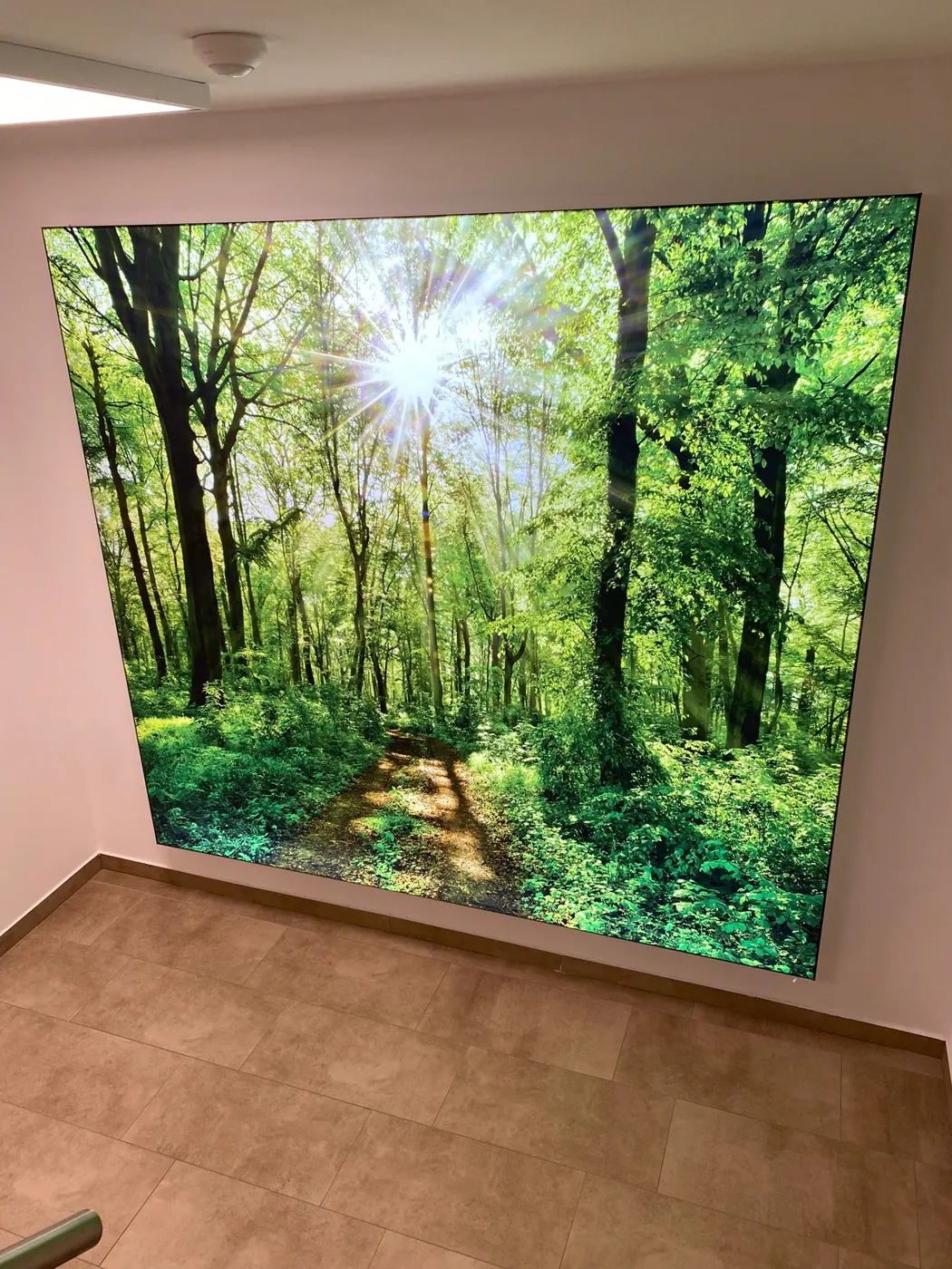 Forest image across the full width of the wall